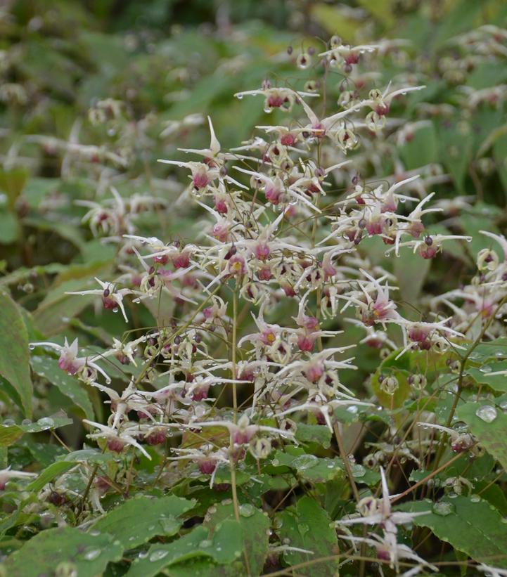 Image Credit: Walters Gardens