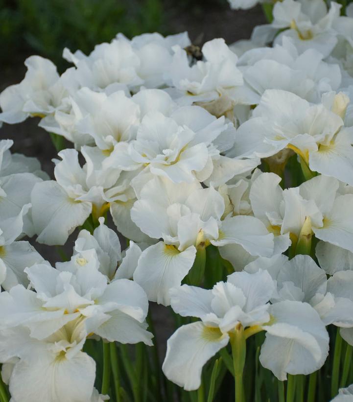 Image Credit: Walters Gardens