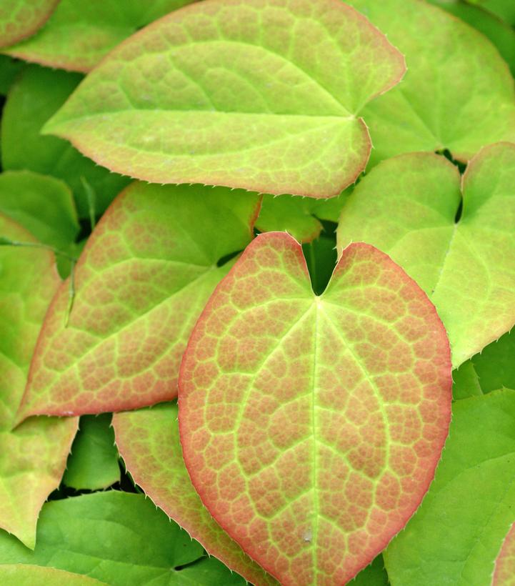 Image courtesy of Devroomen