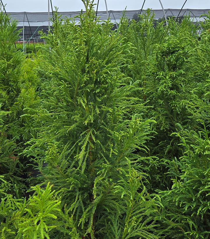 Image Credit: Prides Corner Farms