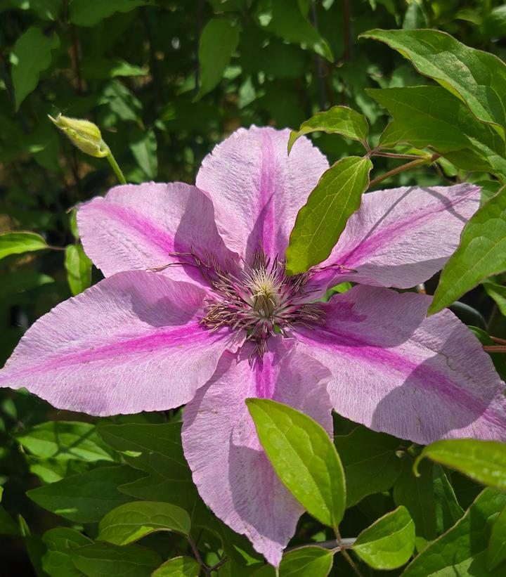 Image Credit: Prides Corner Farms