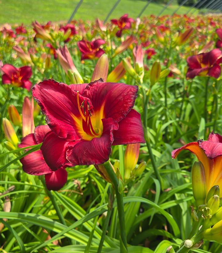 Image Credit: Prides Corner Farms