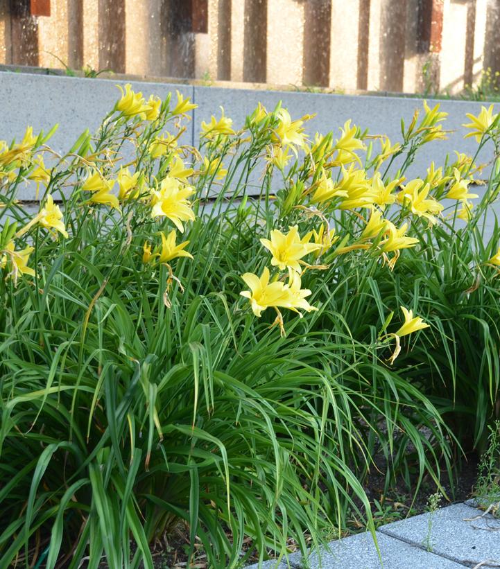 Image Credit: Walters Gardens