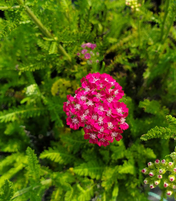 Image Credit: Prides Corner Farms