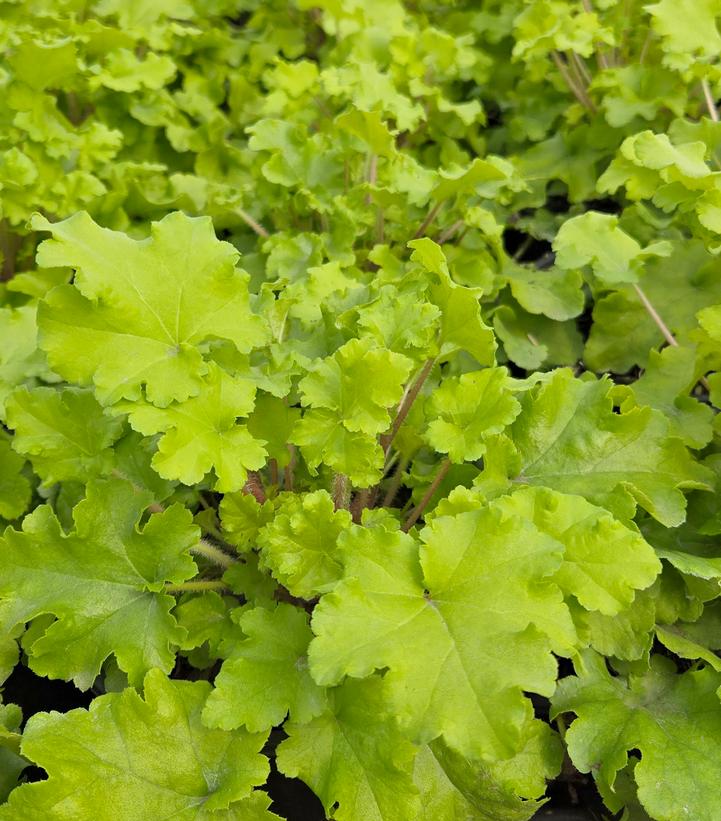 Image Credit: Prides Corner Farms