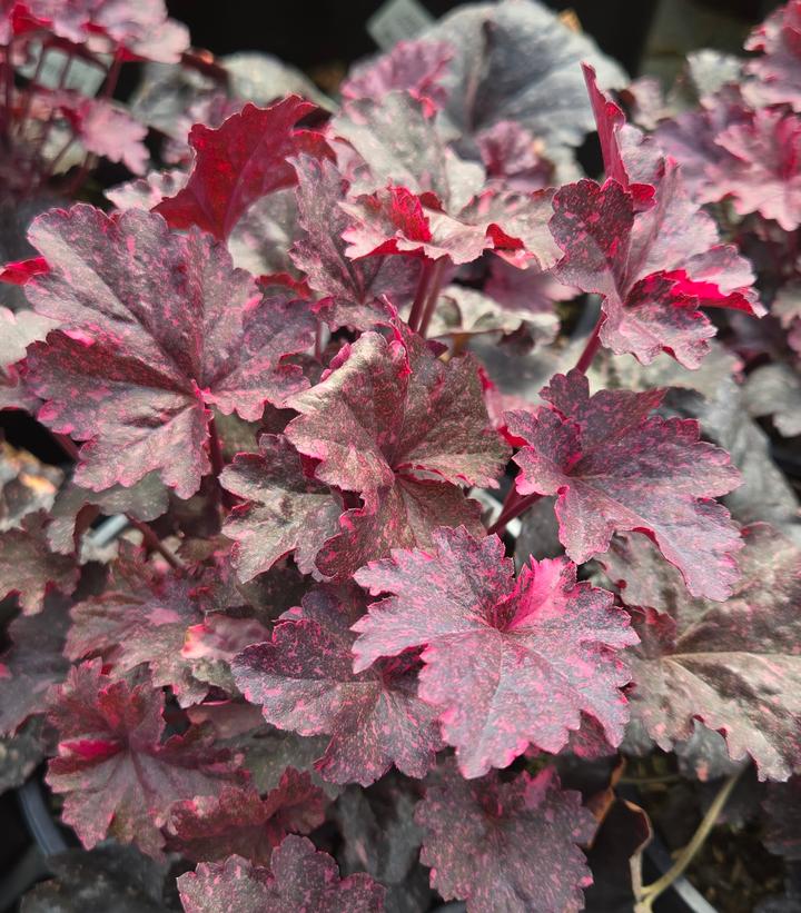 Image Credit: Prides Corner Farms