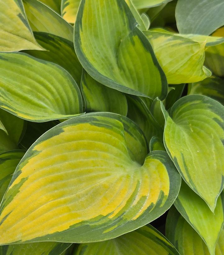 Image Credit: Prides Corner Farms