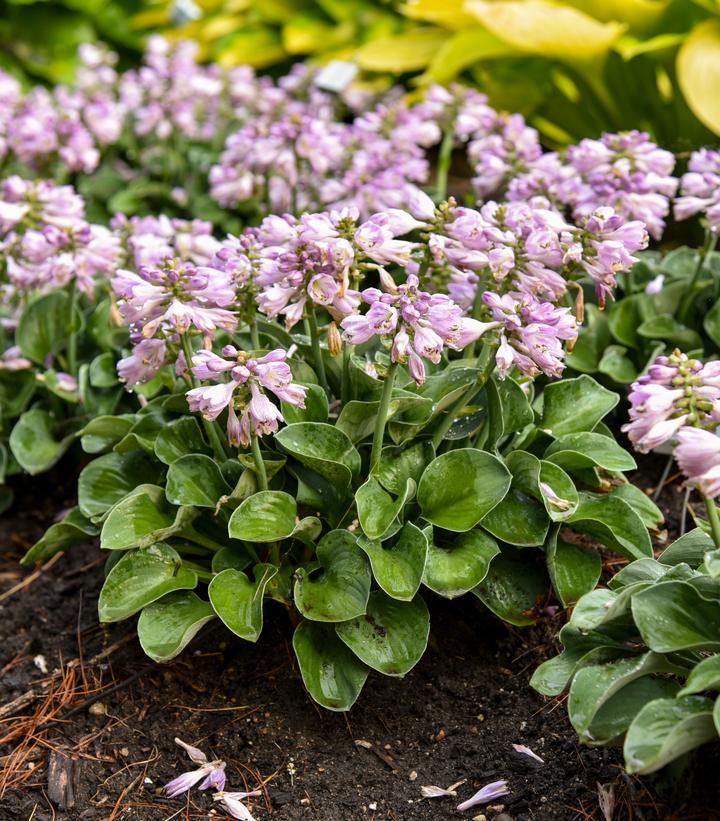 Image Credit: Walters Gardens