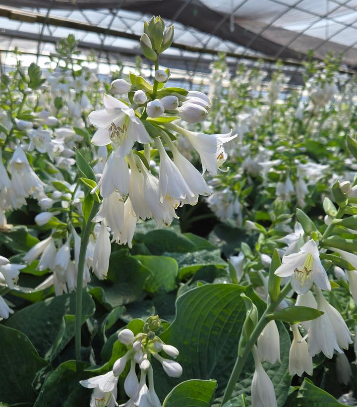 Image Credit: Prides Corner Farms