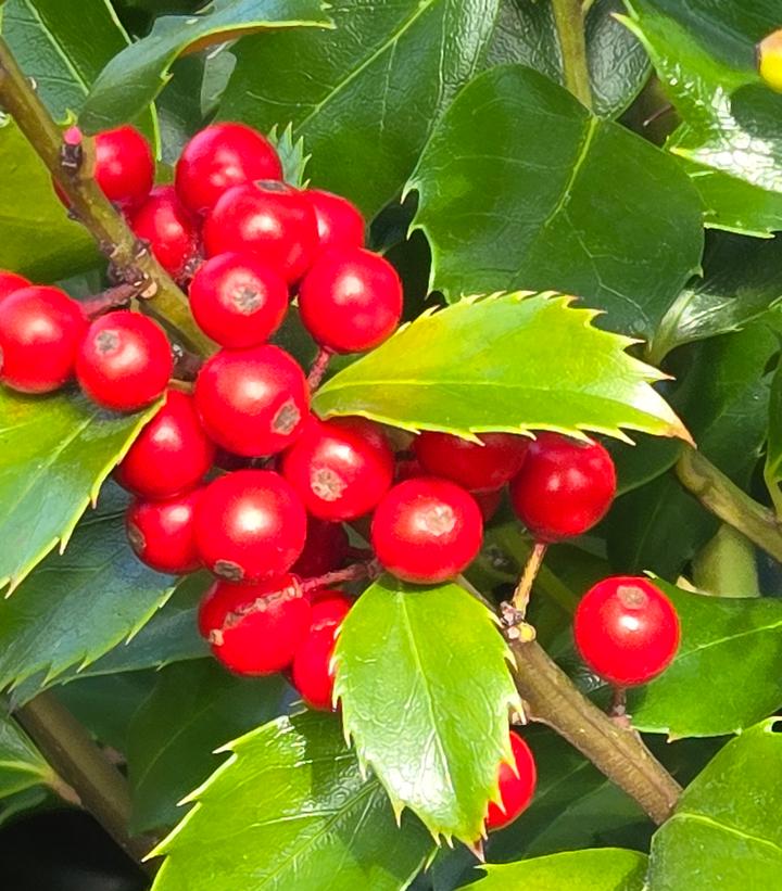 Image Credit: Prides Corner Farms