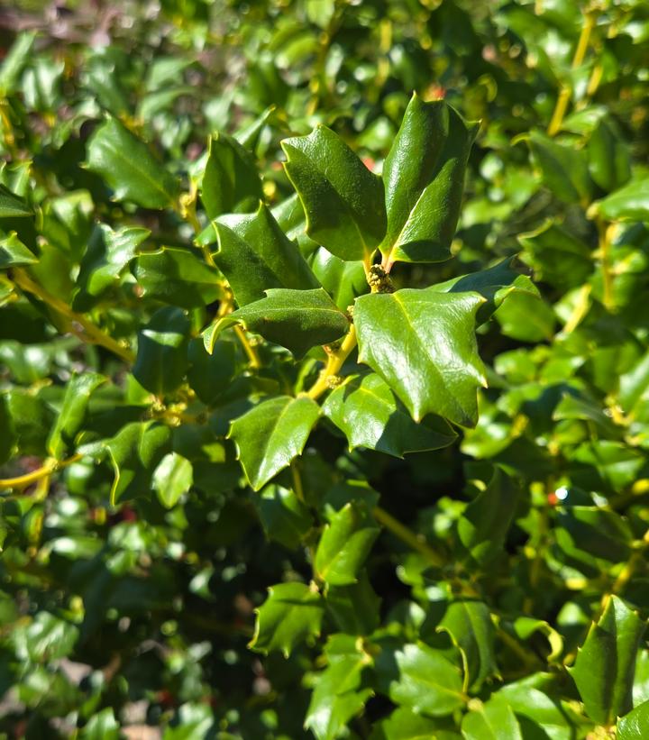 Image Credit: Prides Corner Farms