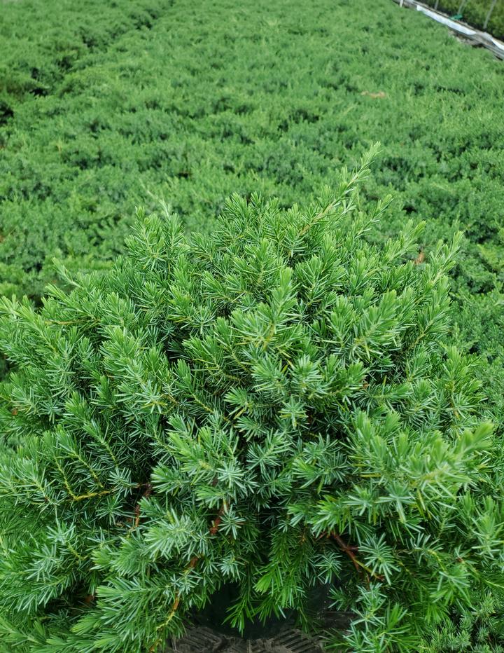 Juniperus conferta Blue Pacific