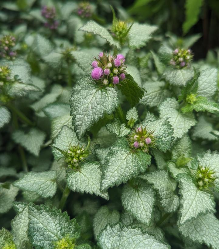 Image Credit: Prides Corner Farms