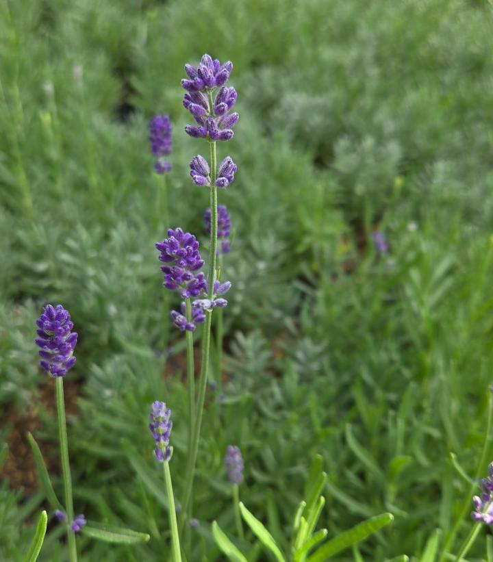 Image Credit: Prides Corner Farms