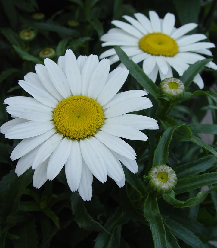 Image Credit: Prides Corner Farms