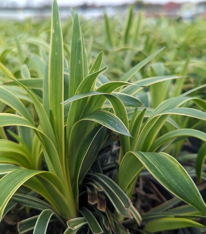 Image Credit: Prides Corner Farms