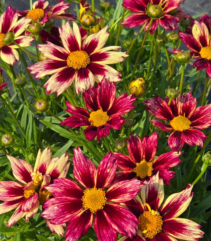 Image Credit: Prides Corner Farms