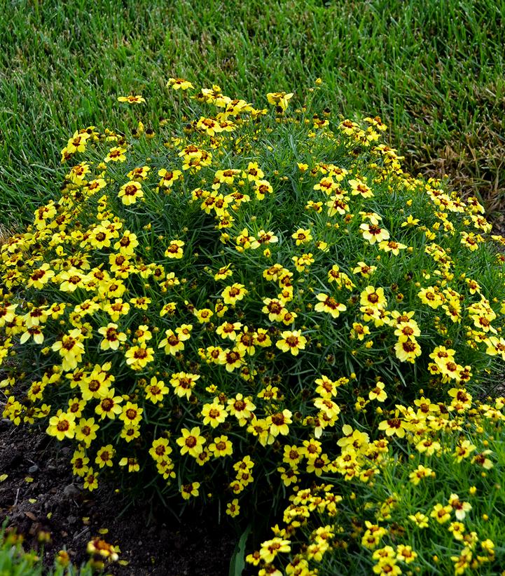 Image Credit: Walters Gardens