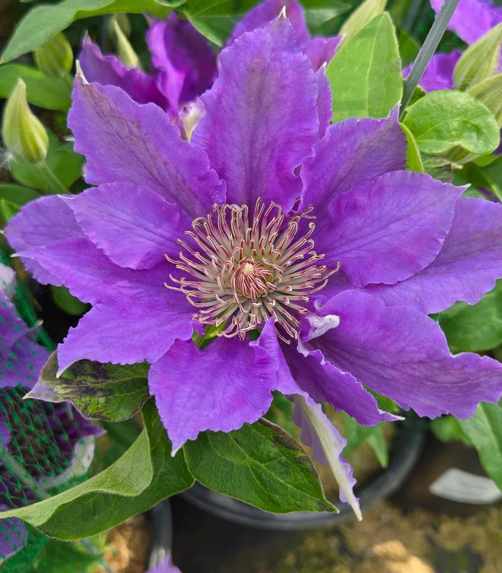 Image Credit: Prides Corner Farms