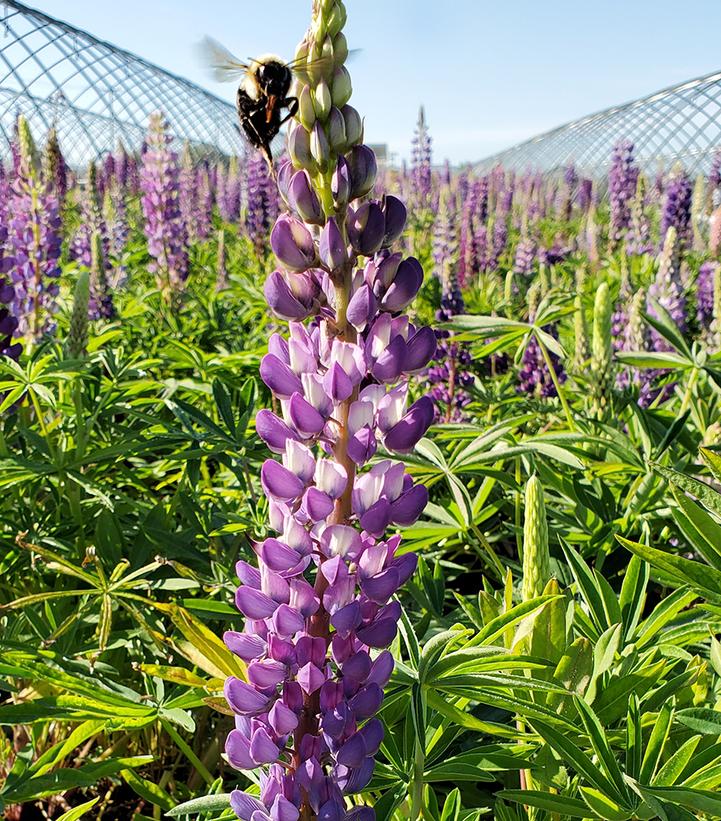 Image Credit: Prides Corner Farms