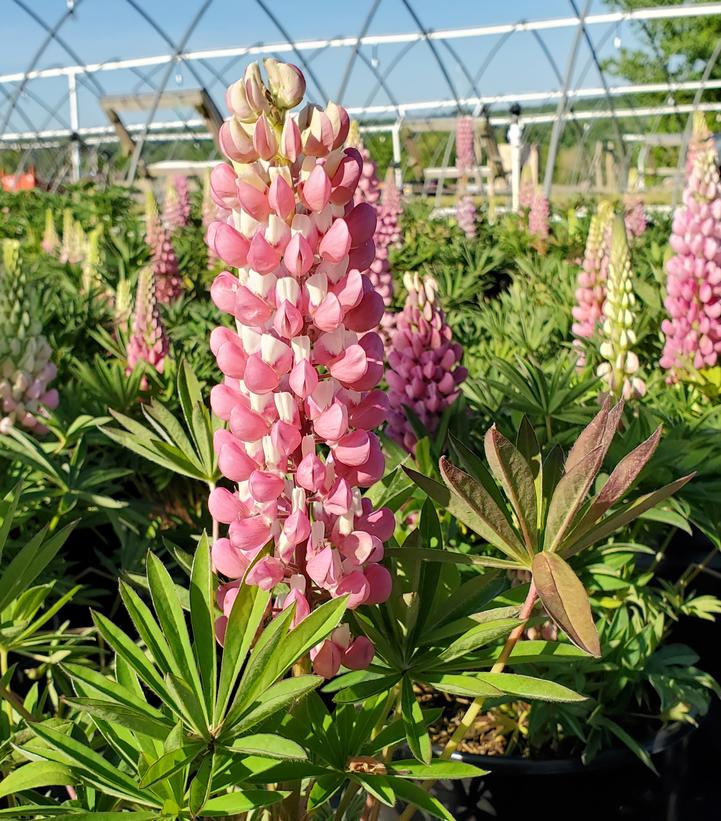 Image Credit: Prides Corner Farms