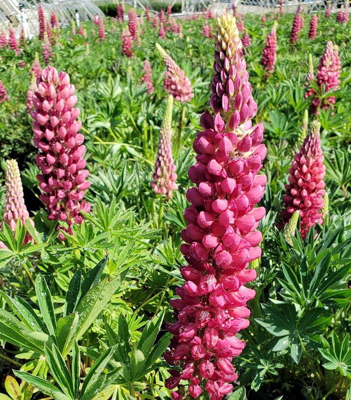 Image Credit: Prides Corner Farms