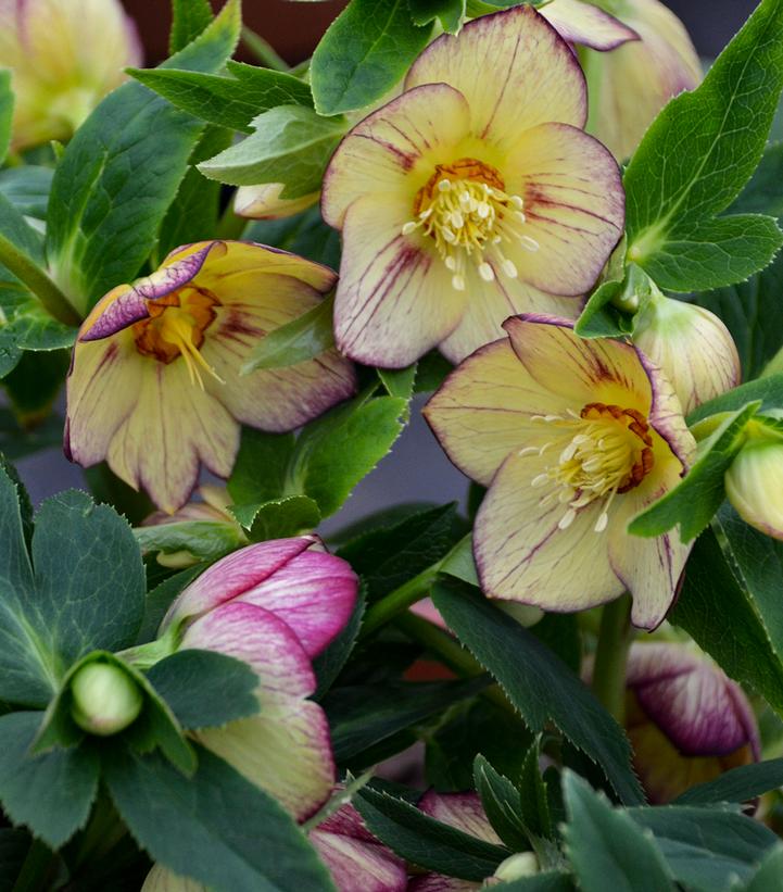 Image Credit: Walters Gardens