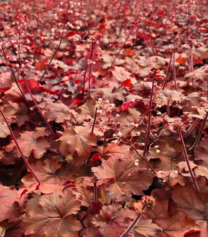 Image Credit: Prides Corner Farms