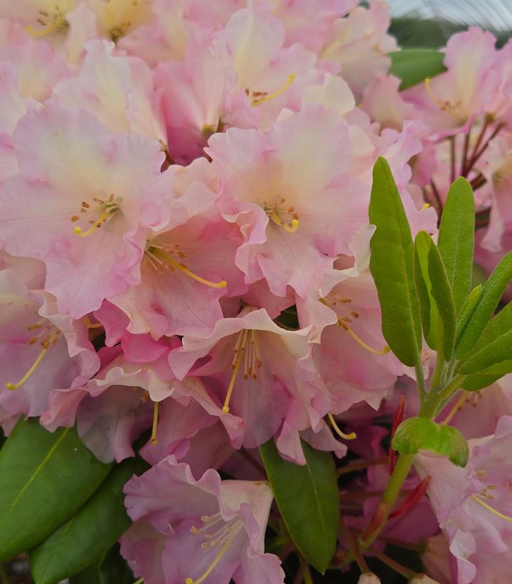 Image credit: Prides Corner Farms