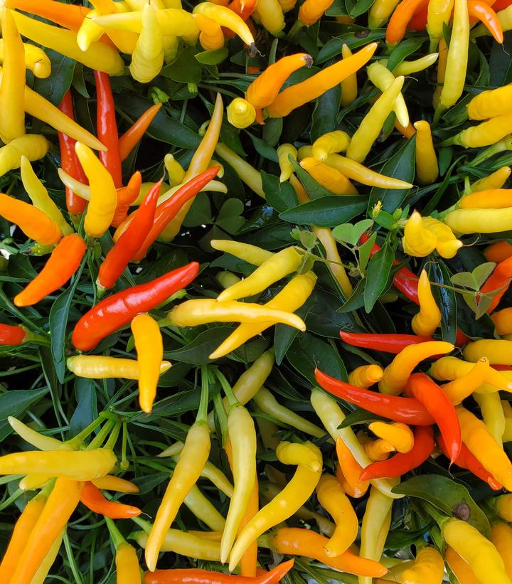 Image Credit: Prides Corner Farms