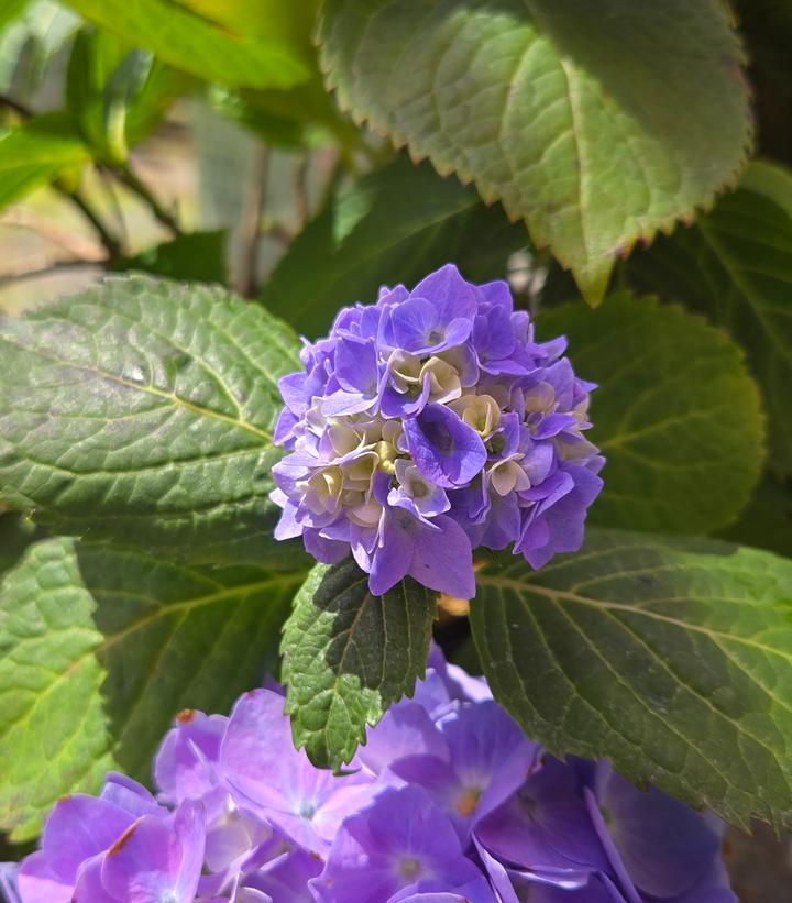 Image Credit: Prides Corner Farms