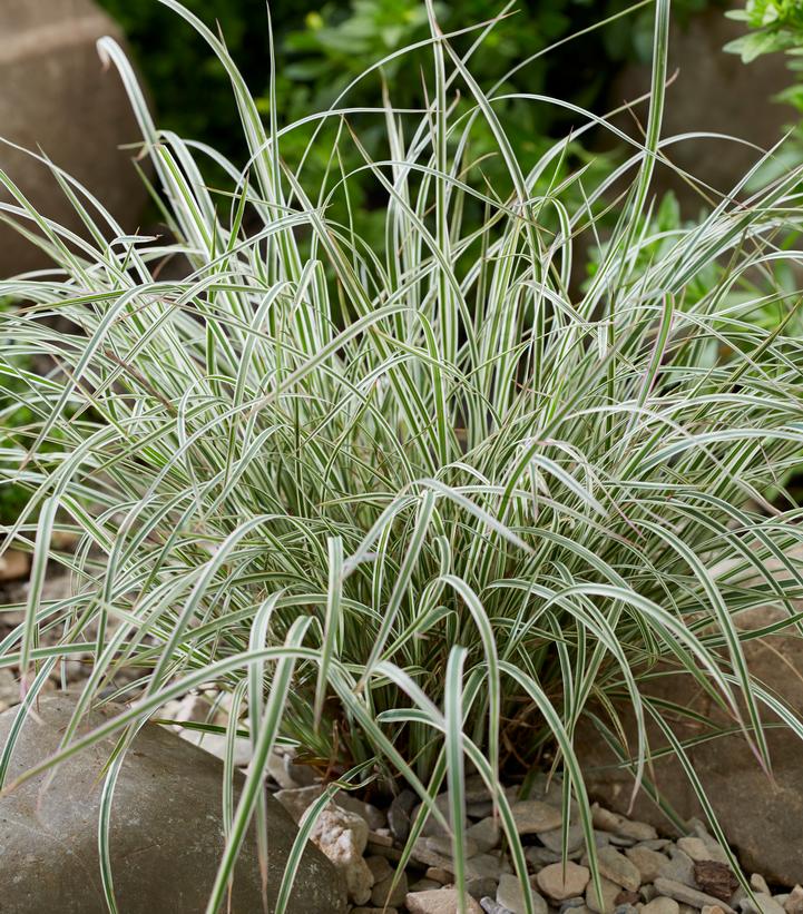 Image Credit: Concept Plants