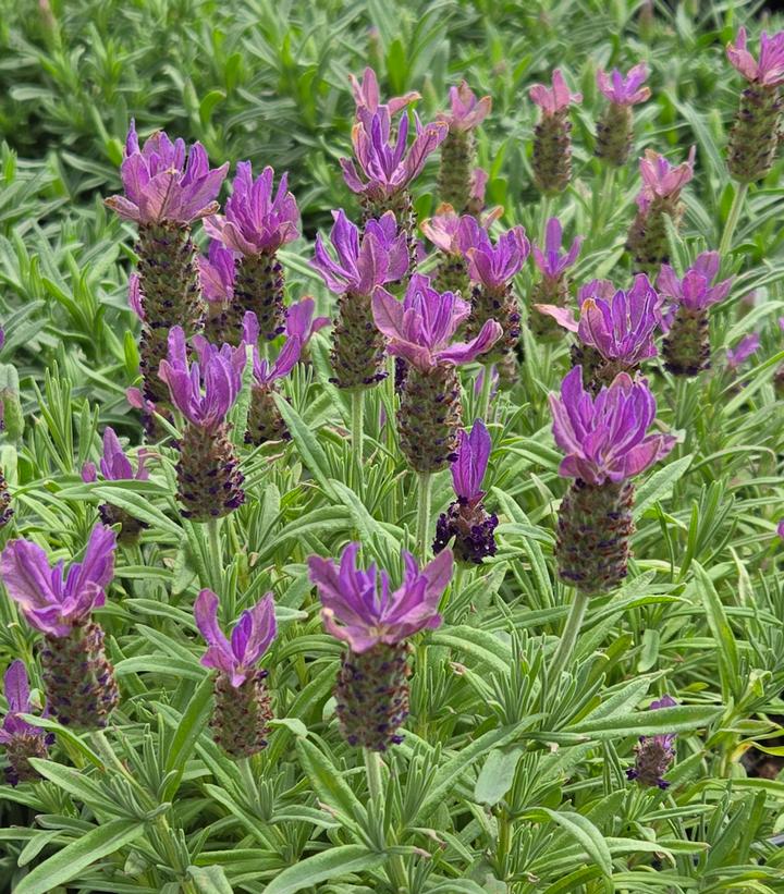 Image Credit: Prides Corner Farms