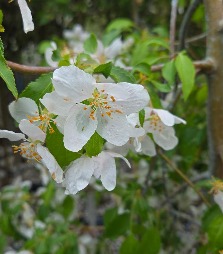 Image Credit: Prides Corner Farms