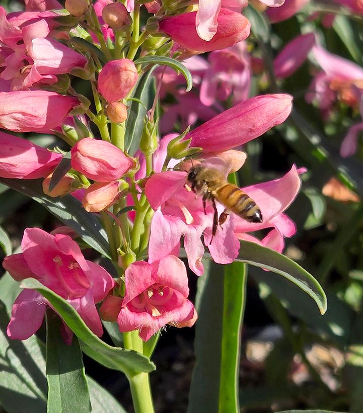 Image Credit: Prides Corner Farms