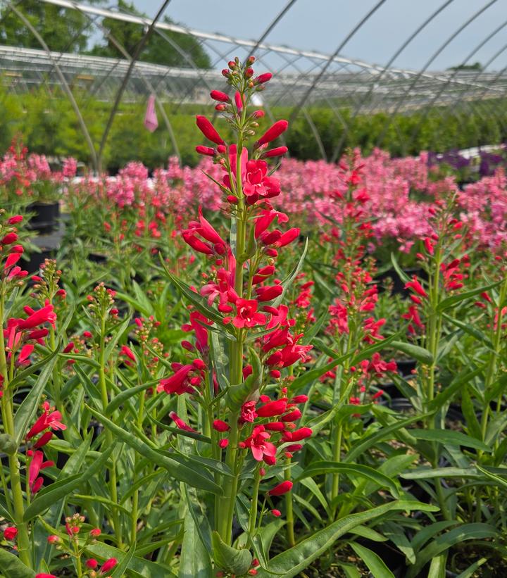 Image Credit: Prides Corner Farms