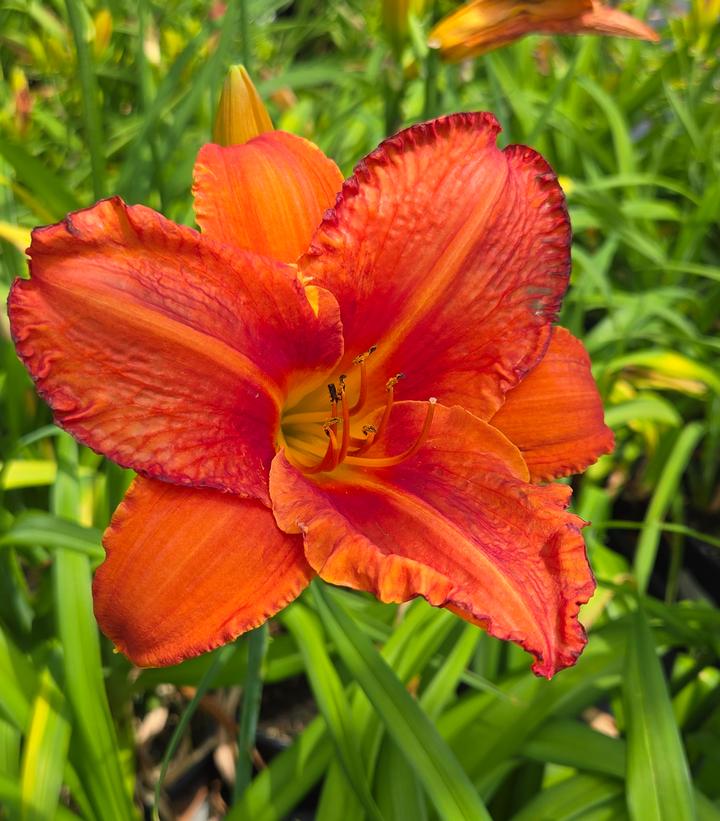 Image Credit: Prides Corner Farms