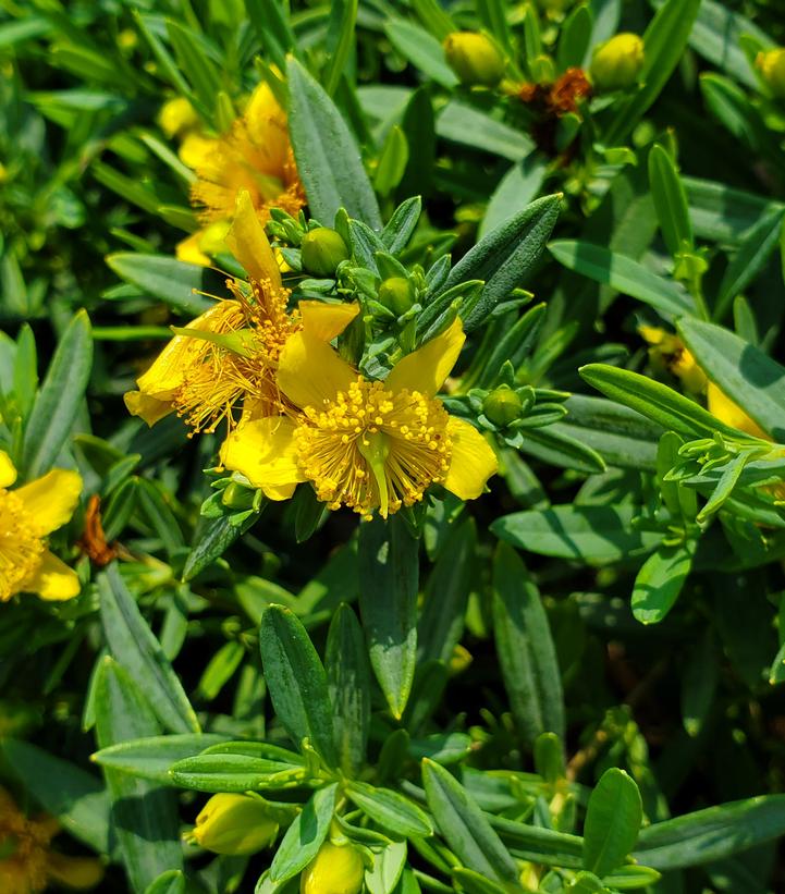 Image Credit: Prides Corner Farms