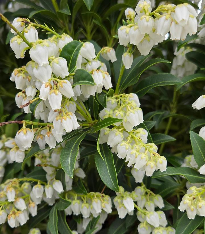 Image Credit: Prides Corner Farms