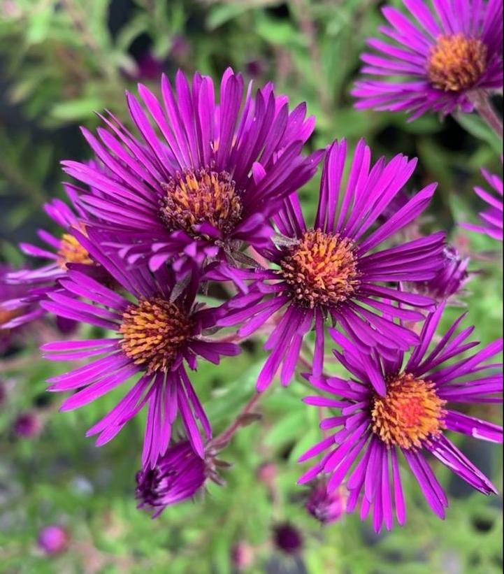 Image Credit: Prides Corner Farms