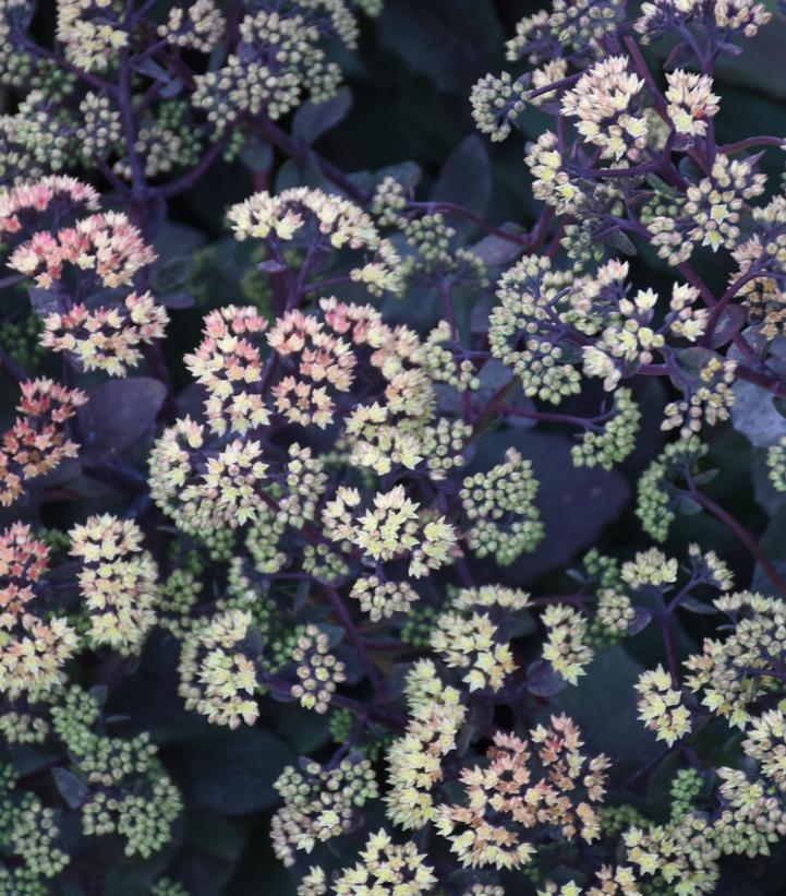 Image Credit: Walters Gardens