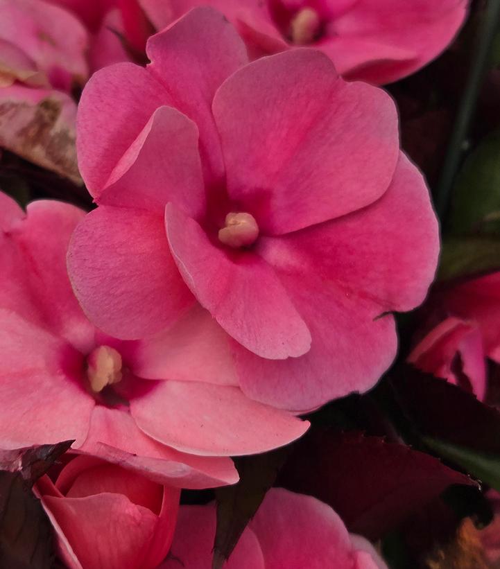 Image Credit: Prides Corner Farms