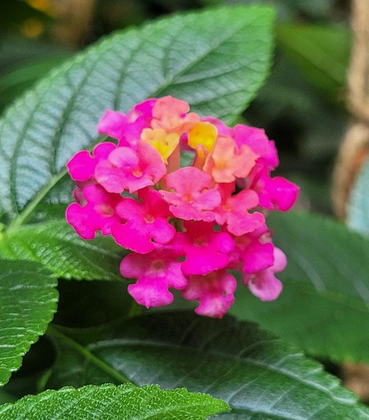 Image Credit: Prides Corner Farms