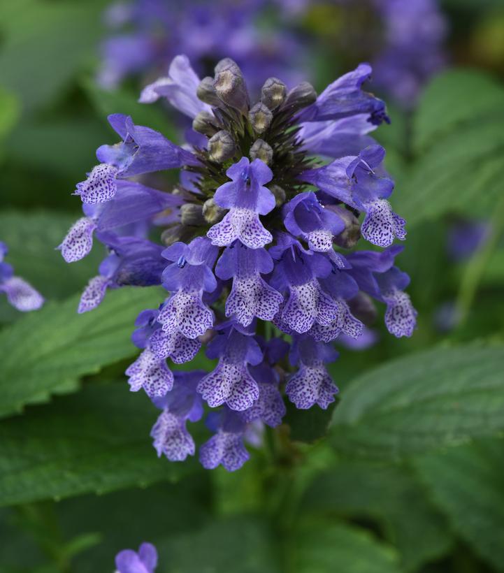 Image credit to Ball Horticulture