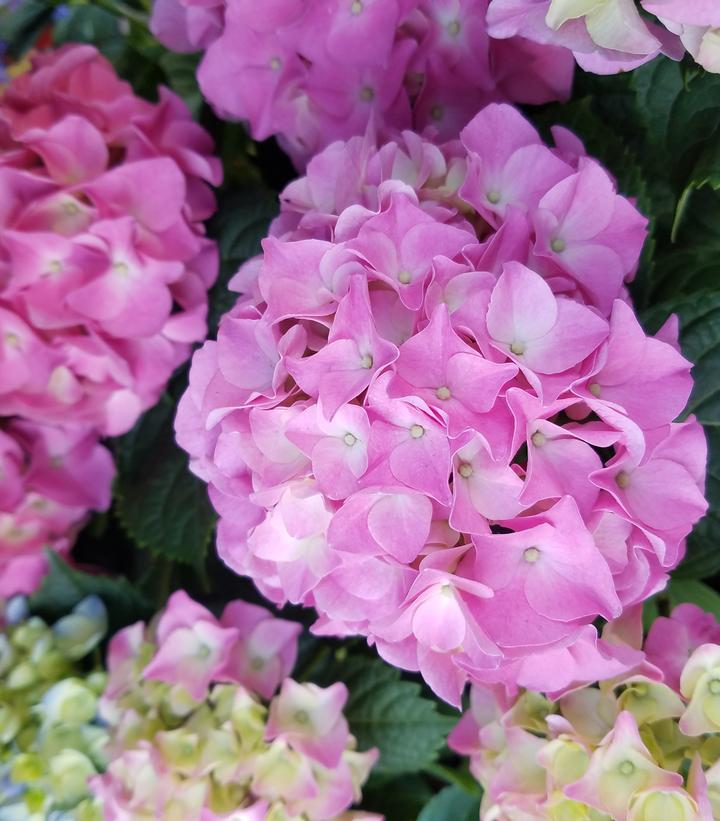 Image Credit: Prides Corner Farms