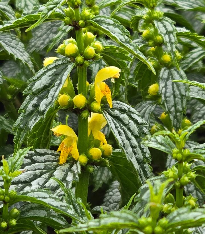 Image Credit: Prides Corner Farms