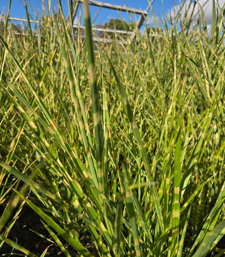 Image Credit: Prides Corner Farms