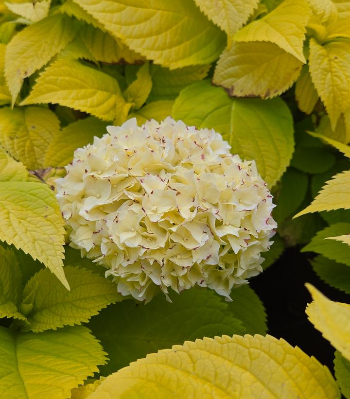 Image Credit: Prides Corner Farms