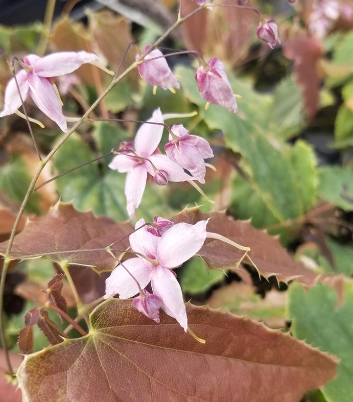 Image Credit: Creek Hill Nursery