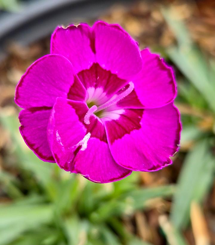 Image Credit: Prides Corner Farms